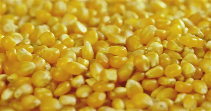 Консервированная кукуруза в качестве приманки
