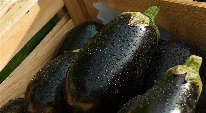 Как правильно выращивать баклажаны в теплице: инструкция садового дизайнера