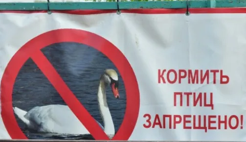 Баннер, запрещающий кормление птиц