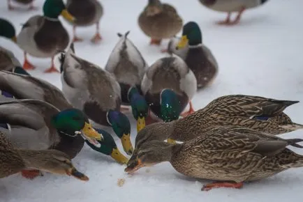 Дикие утки собирают крошки на снегу