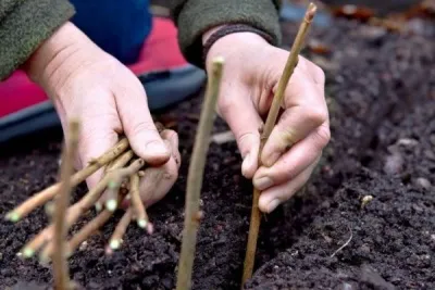 Как вырастить саженцы яблони из веток: укорените черенки в воде и почве