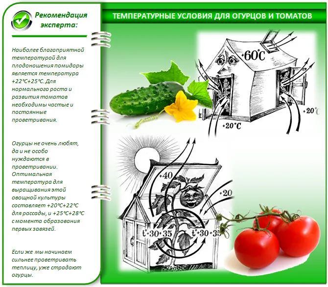 Условия выращивания томатов и огурцов в теплице
