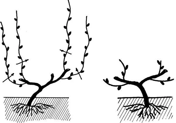 Слева - система обрезки осенью третьего года - Справа - удаление примуса. Фотография книжного сада и огорода. Секреты легкого урожая.