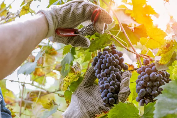 Хорошего урожая винограда легко добиться