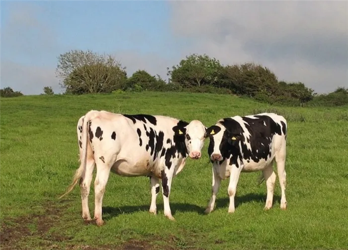 Процедура осеменения коров