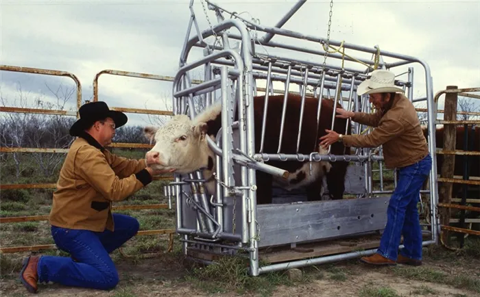Процедура осеменения коров