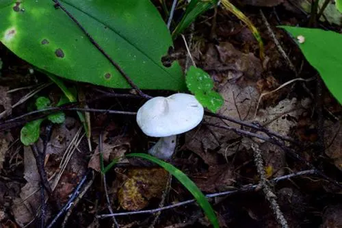 Белые грибы боровики, когда вы их собираете. Как и когда собирать белые грибы.