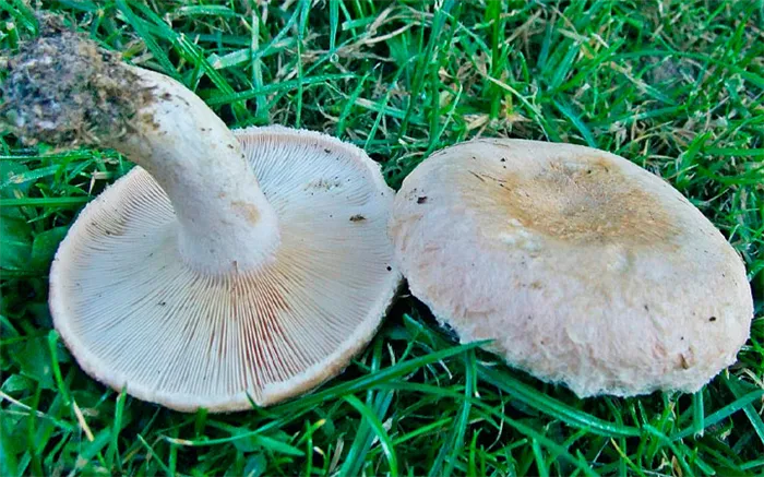 Как выглядят беличьи грибы
