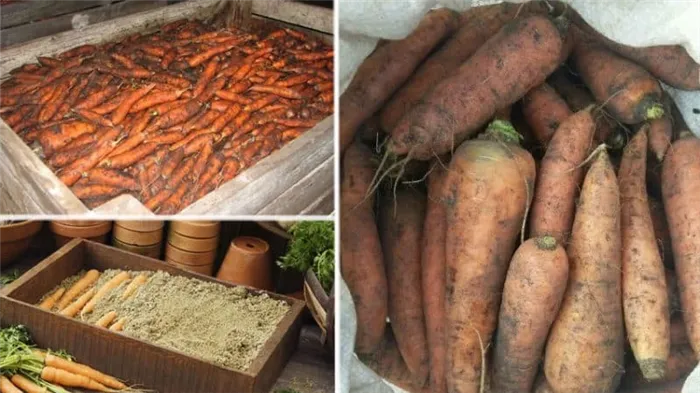 Характеристики хранения моркови в домашних условиях в квартирах