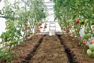 Как и чем обрабатывать томаты в теплице и открытом грунте