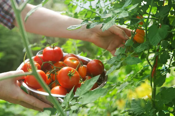 Устойчивые к болезням сорта томатов