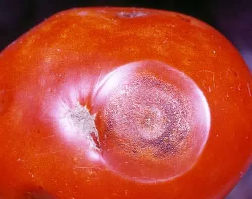 Карбонизация томатов