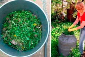Как приготовить влажный корм для сорняков