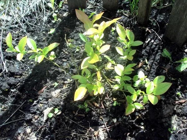 Отсутствие сорняков способствует полноценному росту черники. Фото автора.