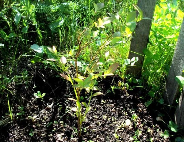При посадке в правильную почву черника в саду отвечает хорошим ростом. Фото автора.