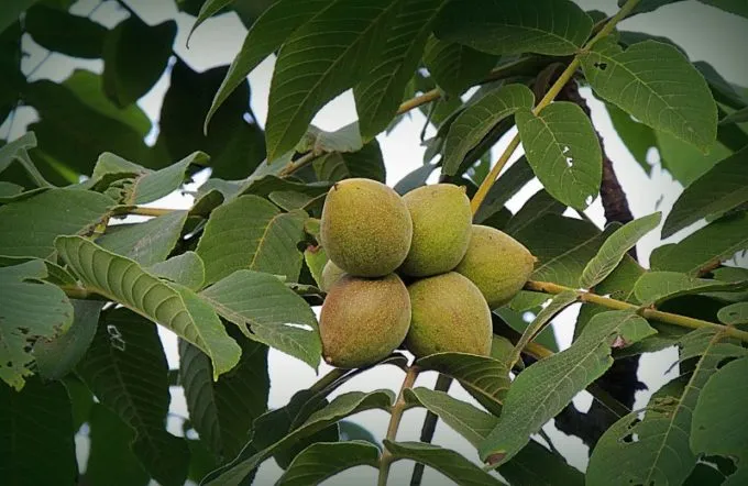 Плоды грецкого ореха чанчурянь