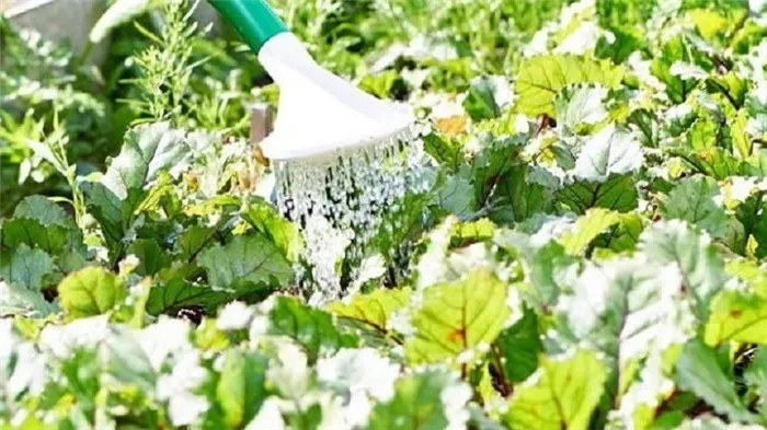 Правила и оттенки полива свеклы: пошаговое руководство для начинающих овощеводов