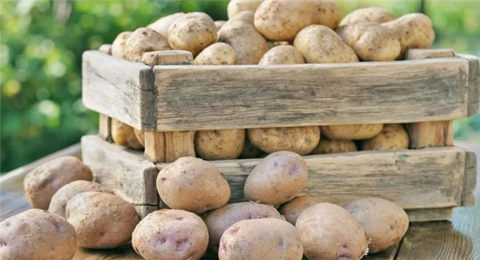 Можно ли мыть картофель перед хранением зимой? Мытье картофеля перед хранением: за и против 07