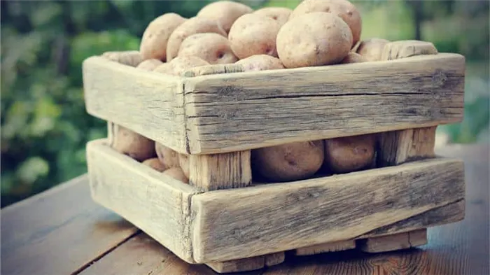 Хранение картофеля: можно ли мыть его перед уборкой?