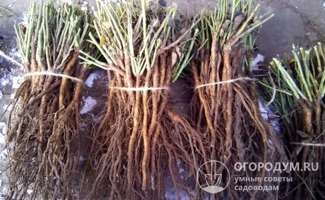 Растения для обрезки можно приобрести в питомниках. Важно иметь хорошие вращающиеся корни и хорошо сформированный корневой канал.