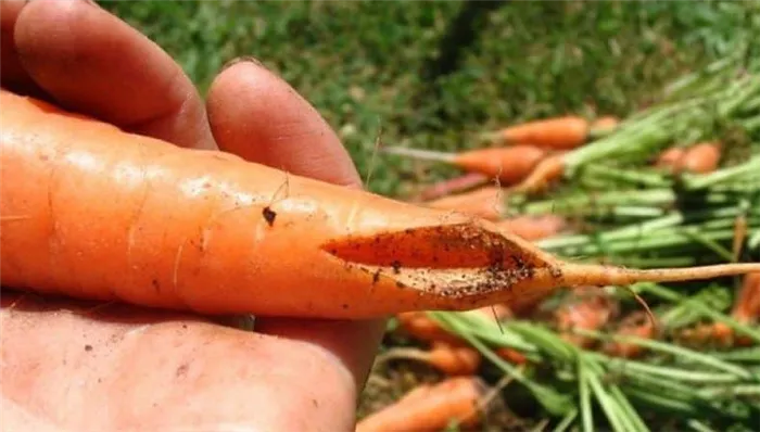 Если морковь лопается и трескается в грядке, почему это происходит
