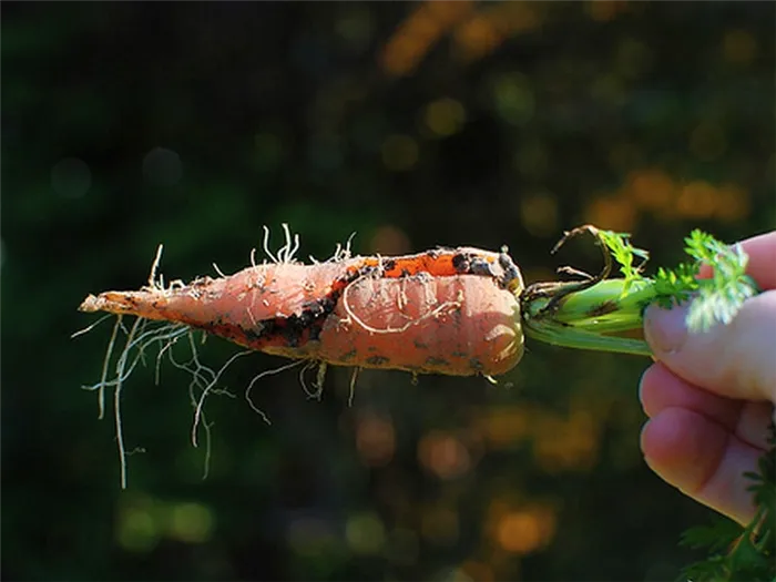 Сломанная морковь.