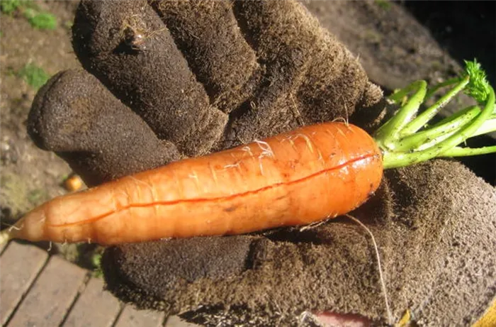 Из-за треснувшей моркови.