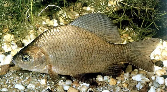 Карповые рыбы: искусственное разведение описание и характеристики