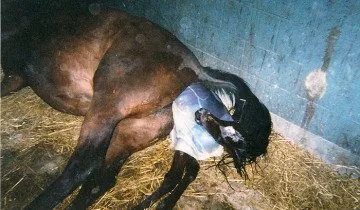 Нормальное рождение лошади, homestead.com