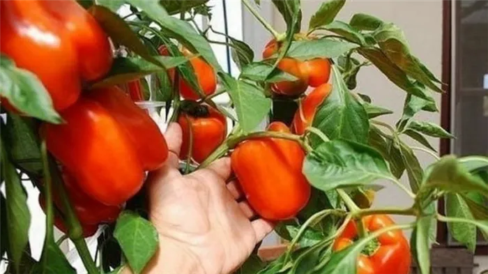 Пошаговое руководство по выращиванию перца на балконе: обильный урожай не выходя из дома