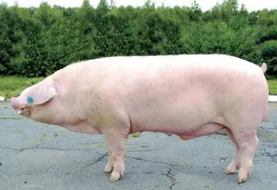 Внешний вид породы свиней ландрас