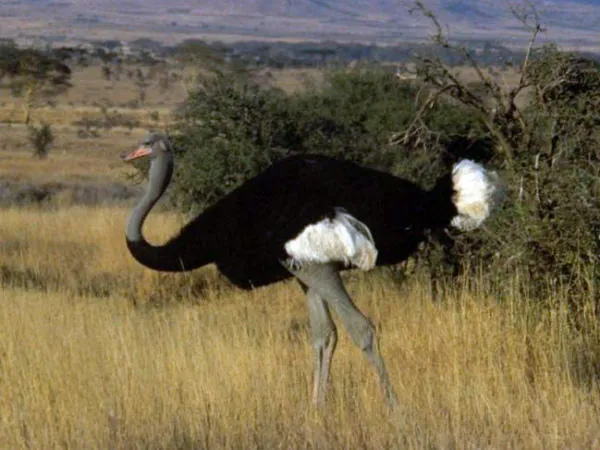 Размер и вес страусов
