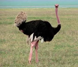 Посмотреть фотографии страусов