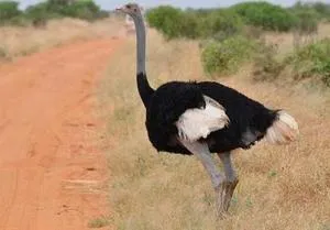Фотографии пород африканских черных страусов