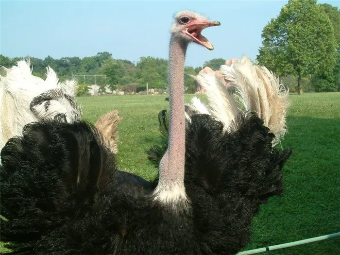 Австралийская порода страусов - эму фотографии