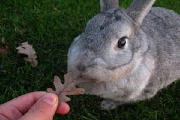 Уход за беременными крольчихами