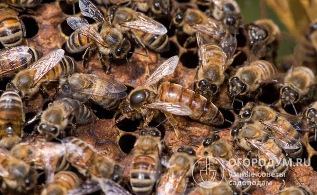 Пчелиная матка отличается от других обитателей улья своими размерами и пропорциями.