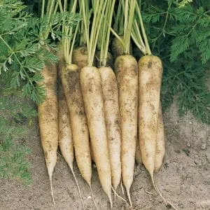 Сорта белой моркови и полезные свойства для организма человека