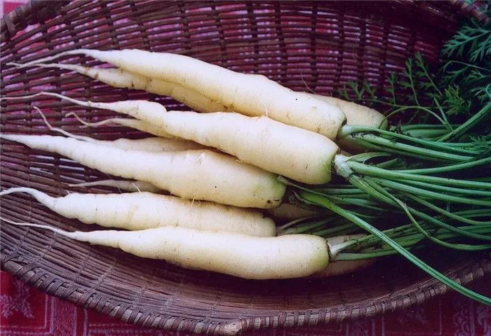 Белая морковь лучше всего растет в теплом и умеренном климате.