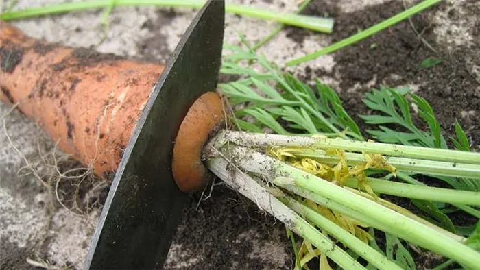 Правильная уборка урожая: как и зачем обрезать морковь на зиму