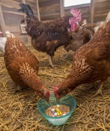 Антибиотикотерапия для цыплят