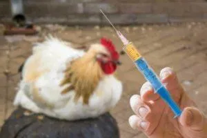 Список из 16 лучших антибиотиков для кур, как правильно применять лекарства