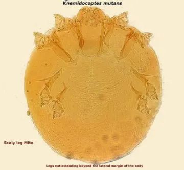Клещ Knemidocoptes Mutans