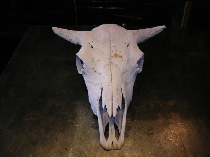 Из чего сделан череп крупного рогатого скота?