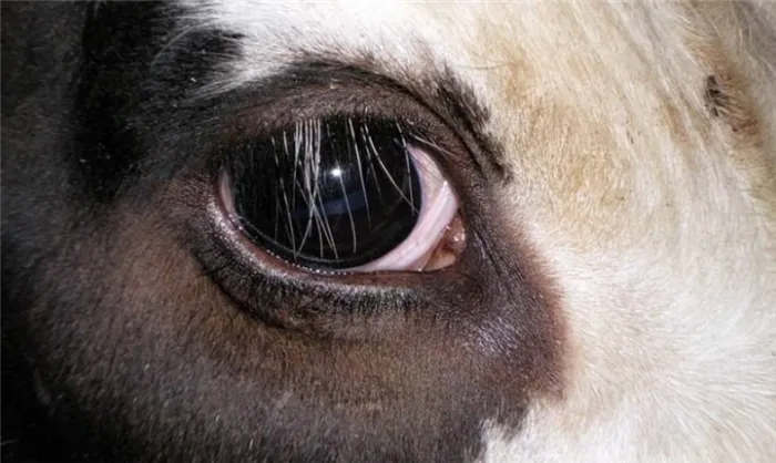Глаза крупного рогатого скота.