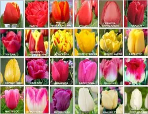Популярные виды тюльпанов