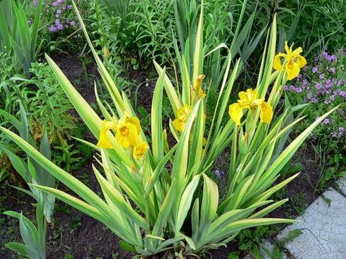 Iris variegata.