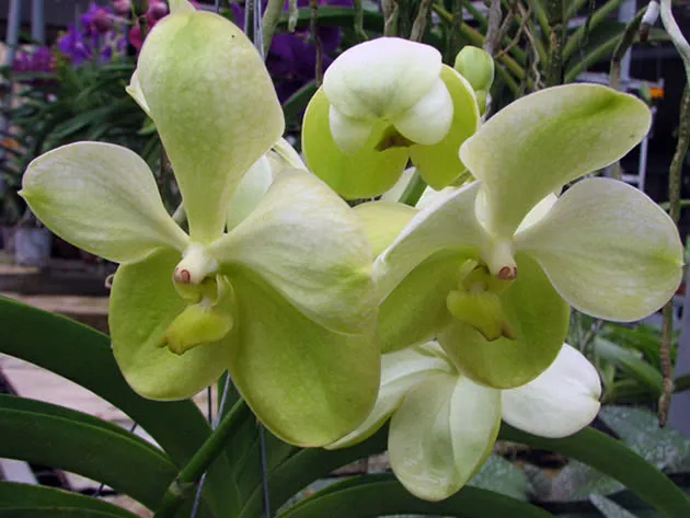 Цветущая орхидея Ванда