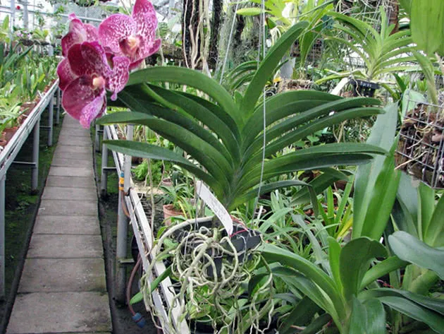 Орхидея Ванда в теплице