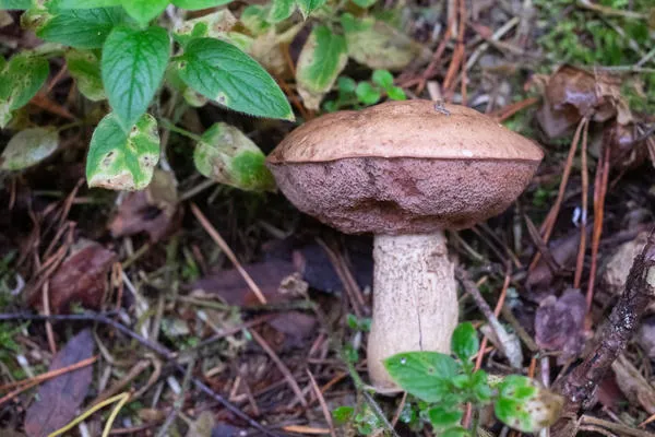 Съедобные грибы холе имеют мутную или ярко-розовую мякоть. Не путайте их!